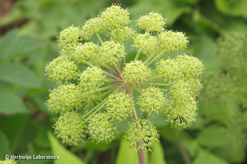 Phytothérapie d'Angélique - Extrait de plantes fraîches bio Herbiolys